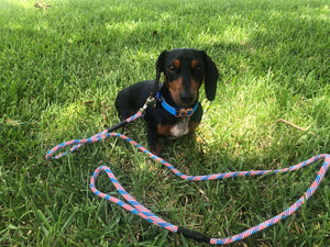 Patriotic Pup - Single and Double Leashes